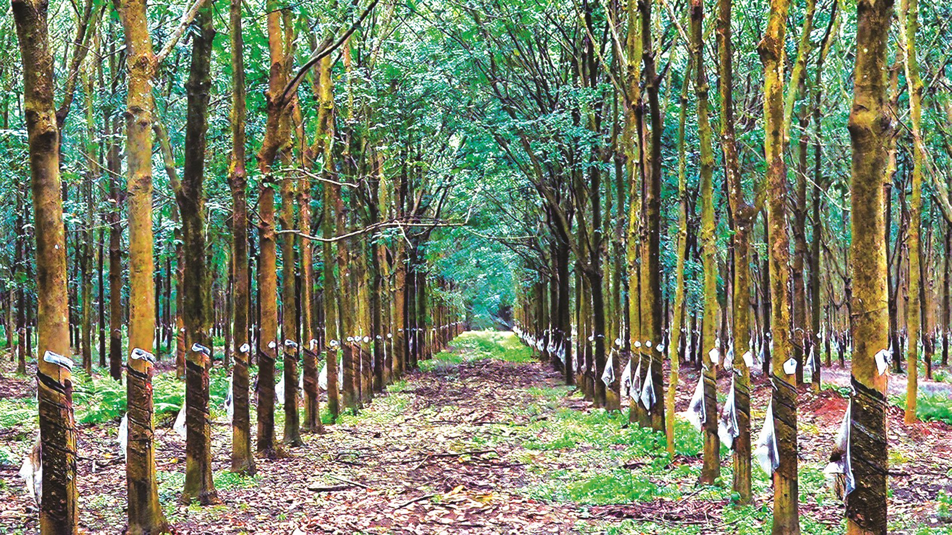 Mủ cao su tăng giá